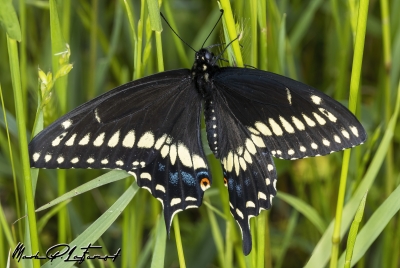 Black Swallowtail Butterfly April 2023